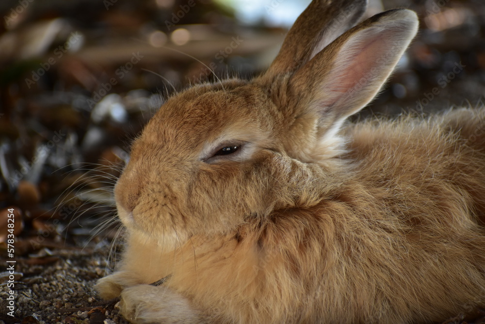 Fototapeta premium 大久野島で見かけた茶色の野ウサギ