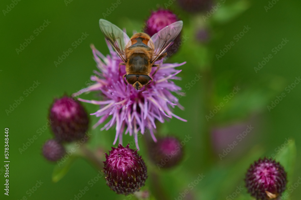 Blüten der Acker-Kratzdistel (Cirsium arvense) mit Schwebfliege Blüten der Acker-Kratzdistel (Cirsium arvense) mit Schwebfliege