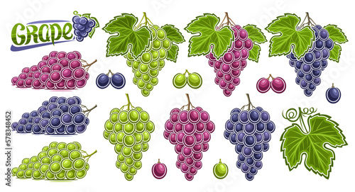 Vector Grapes Set, lot collection of cut out illustrations fruit still life composition, ripe various grape bunches with green leaves, healthy autumn fruits of variety colors and green text grape