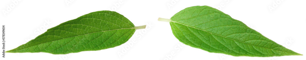 Fototapeta premium Fresh sesame leaves isolated on the white background.