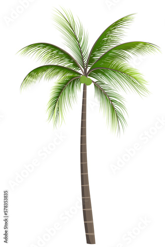 Coconut palm tree with green fresh green coconut isolated on white transparent background 03