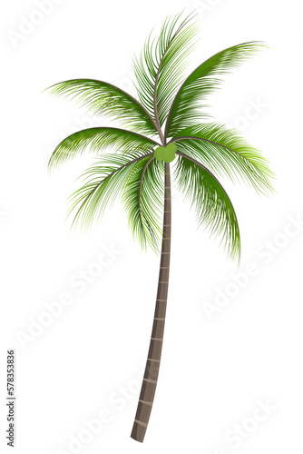 Coconut palm tree with green fresh green coconut isolated on white transparent background 02