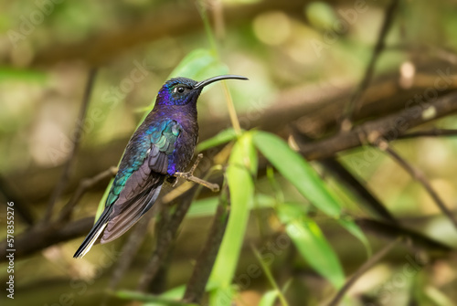 Violet Sabrewing - Campylopterus hemileucurus, beautiful blue hummingbird from Volcán, Panama.