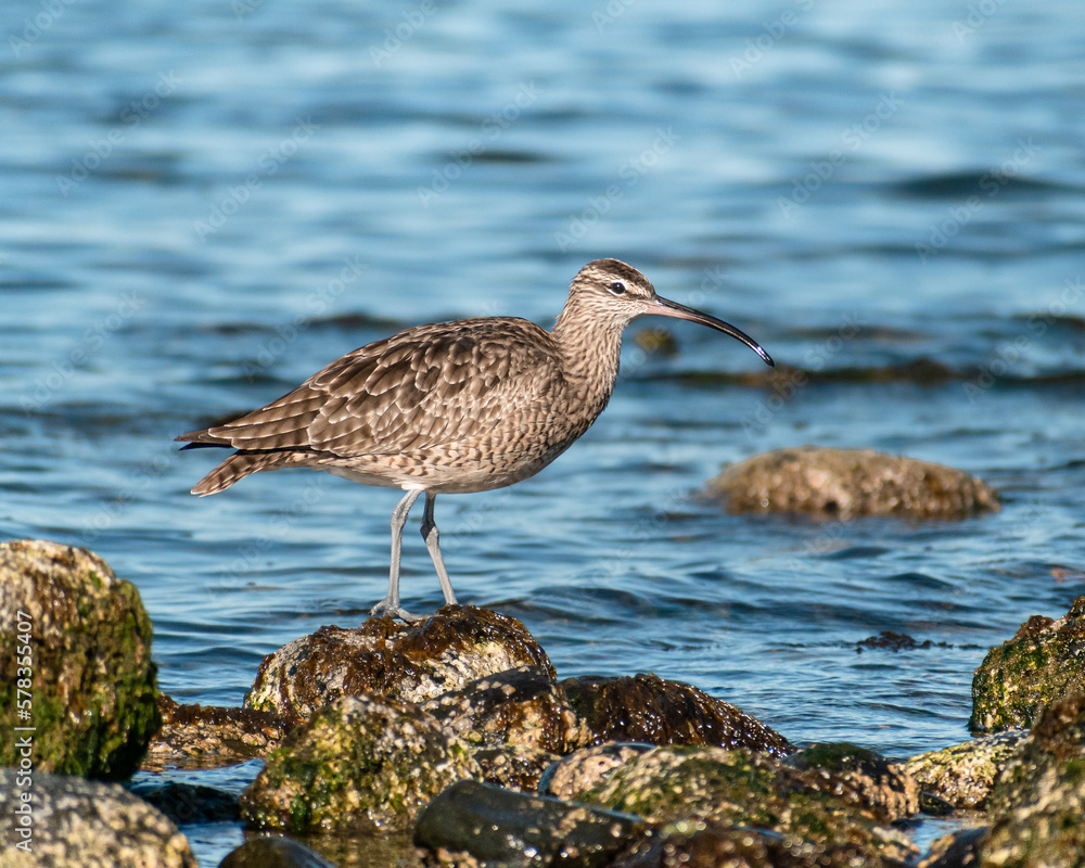 bird on the beach