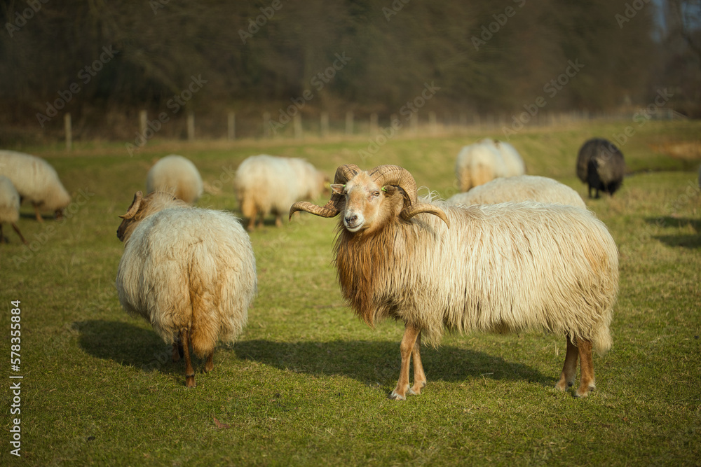 Fototapeta premium Horizontal portrait of a sheep with horns, amidst a flock, herd on a sunny day. Dutch Drents Heideschaap with selective focus, blurred background