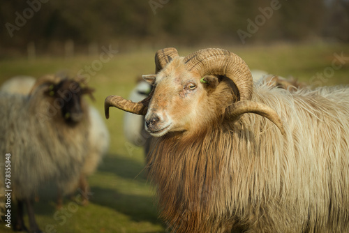 Horizontal portrait of a sheep with horns, amidst a flock, herd on a sunny day. Dutch Drents Heideschaap with selective focus, blurred background photo