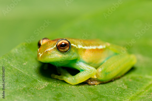 Boophis rappiodes, endemic species of frog in the family Mantellidae. Ranomafana National Park, Madagascar wildlife animal