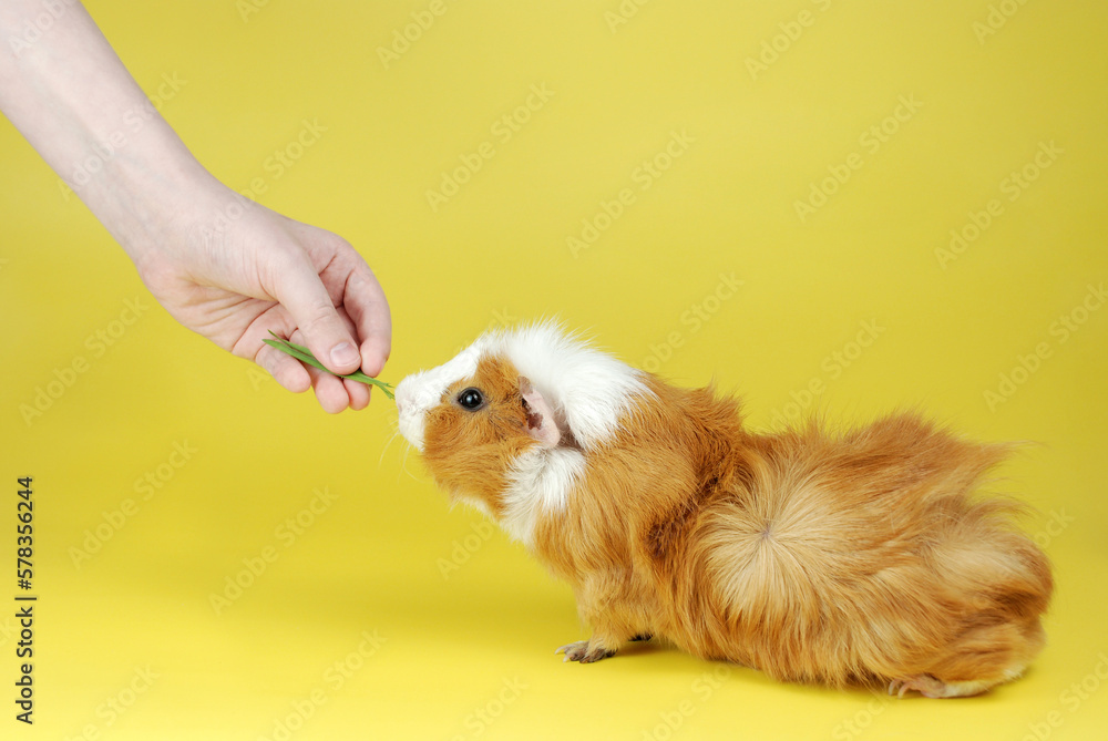 Hand feeding a guinea pig with fresh grass on a yellow background. Hand feeding a guinea pig with fresh grass on a yellow background.