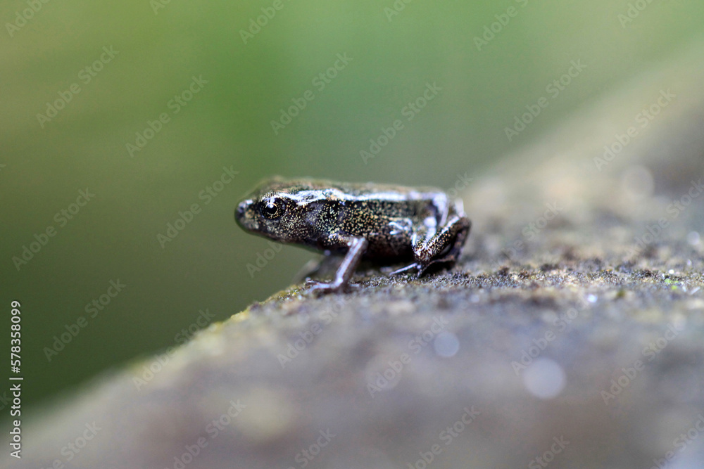 Fototapeta premium A young frog just transformed from tadpole 