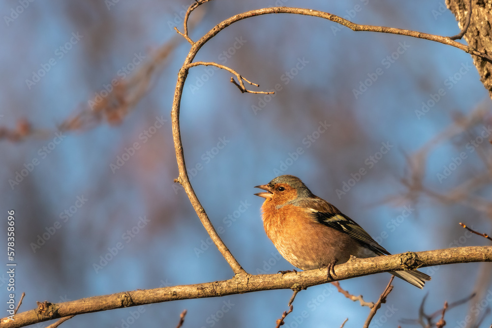 Common Chaffinch perched on a tree branch Common Chaffinch perched on a tree branch