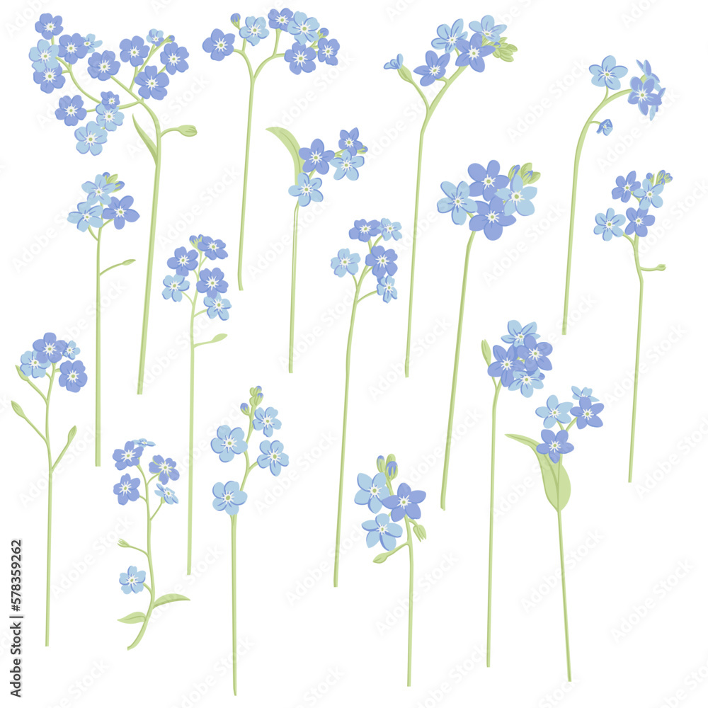 Fototapeta premium forget-me-nots, field flowers, vector drawing wild plants at white background, floral elements, hand drawn botanical illustration