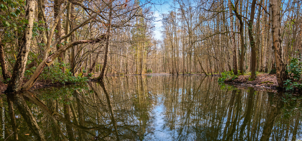 Fototapeta premium Beautiful panoramic view with reflection of bare deciduous trees in the forest lake in Belgium.