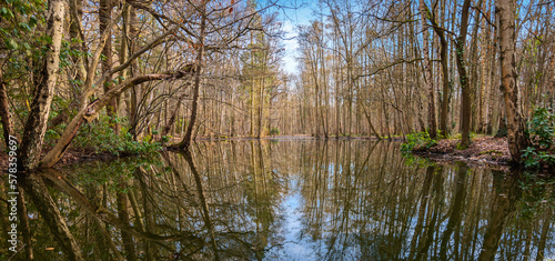 Beautiful panoramic view with reflection of bare deciduous trees in the forest lake in Belgium.