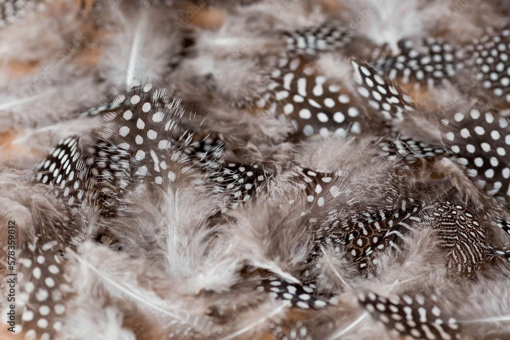 Obraz premium Beautiful abstract background of dark spotted feathers on a beige background. Fluffy, soft texture of feathers. A gentle banner.