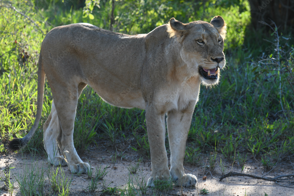 Obraz premium A lioness on Kruger national park, South Africa