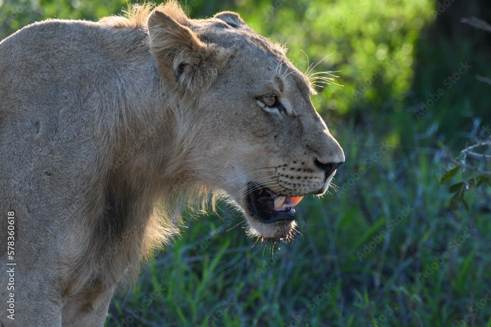 A lioness on Kruger national park, South Africa A lioness on Kruger national park, South Africa