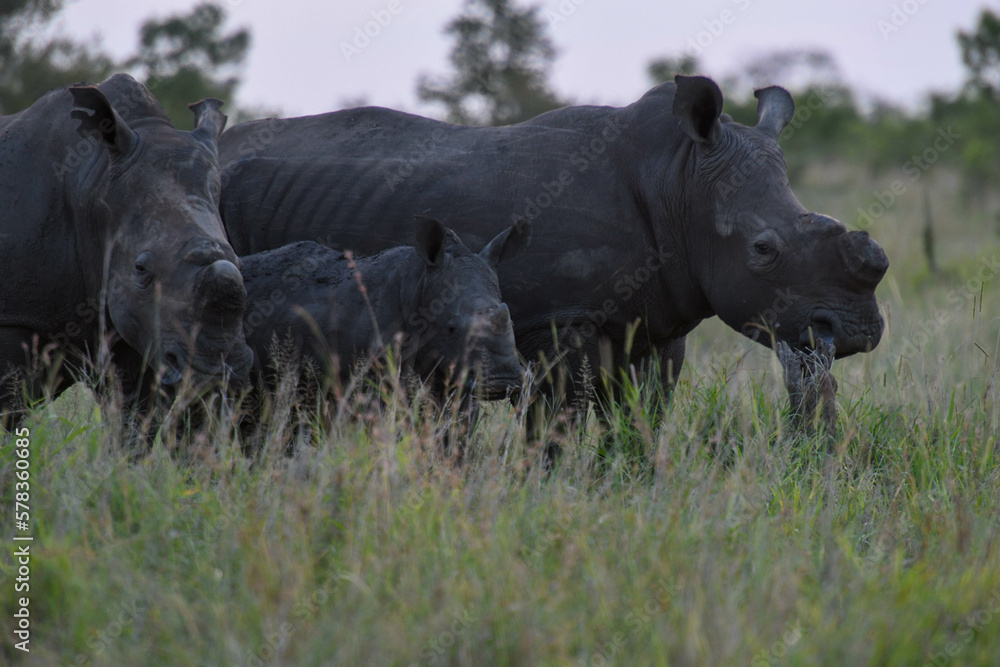 Rinos of the Kruger national park on South Africa Rinos of the Kruger national park on South Africa