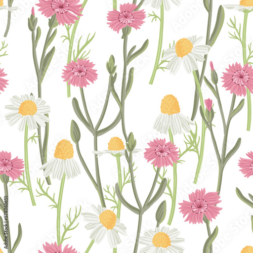 seamless pattern with wild maiden pink and chamomiles, field flowers, vector drawing plants at white background, floral elements, hand drawn botanical illustration