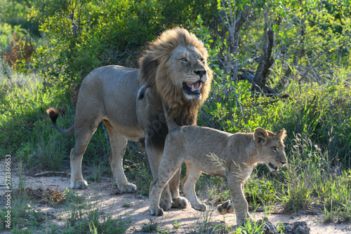 Lion of the Kruger national park on South Africa