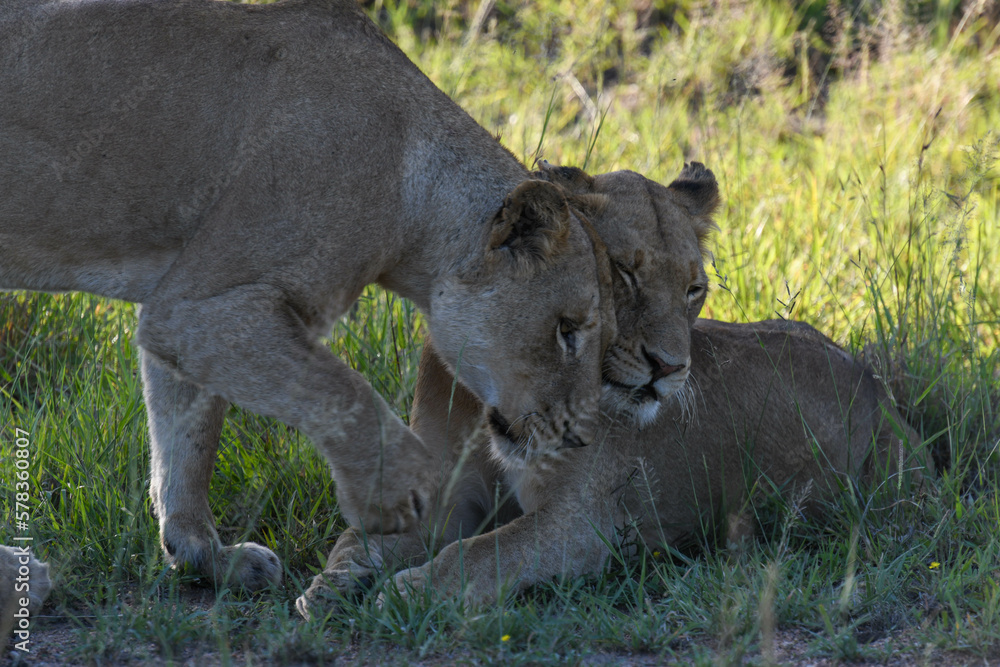Lionesses on Kruger national park on South Africa Lionesses on Kruger national park on South Africa