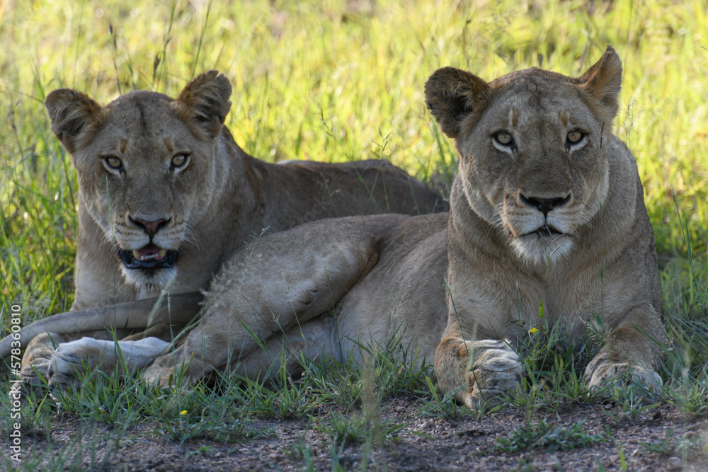 Lionesses on Kruger national park, South Africa Lionesses on Kruger national park, South Africa