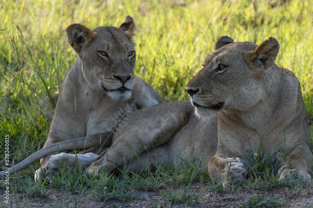 Lionesses on Kruger national park, South Africa Lionesses on Kruger national park, South Africa