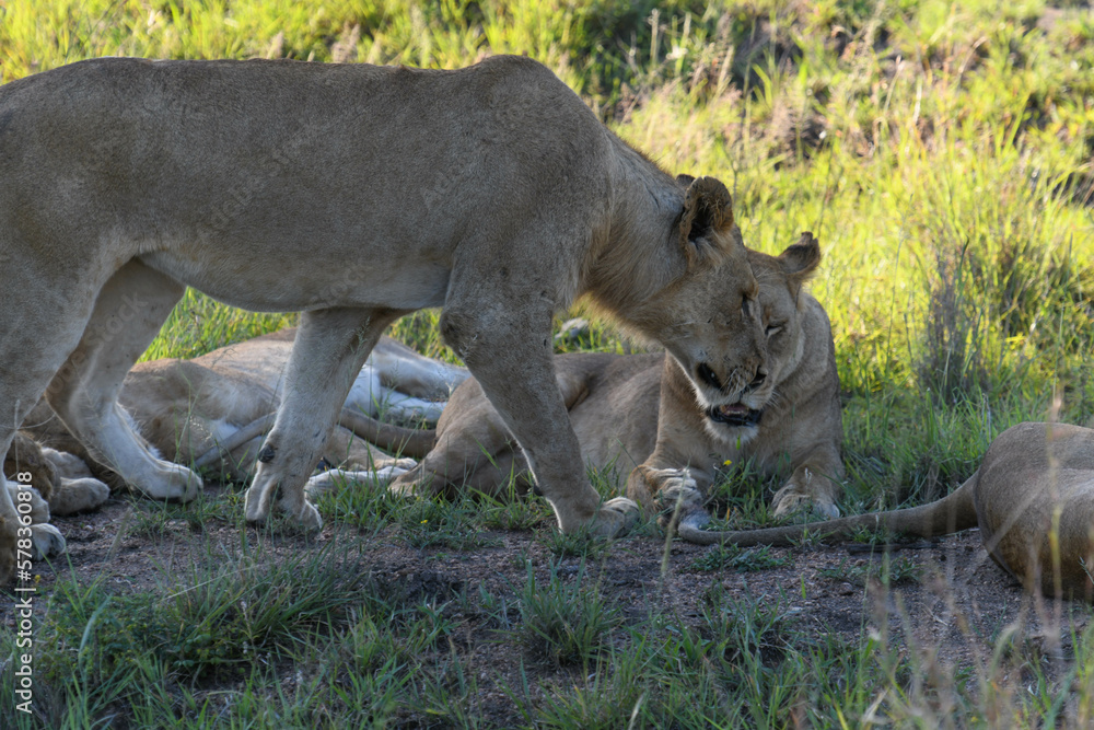 Lionesses on Kruger national park, South Africa Lionesses on Kruger national park, South Africa