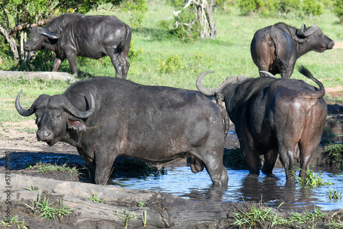 Buffaloes at the Kruger national park on South Africa