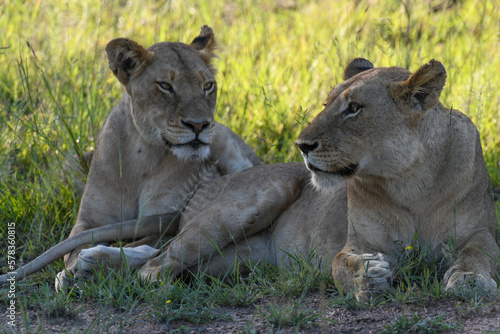 Lionesses on Kruger national park, South Africa © fotoember