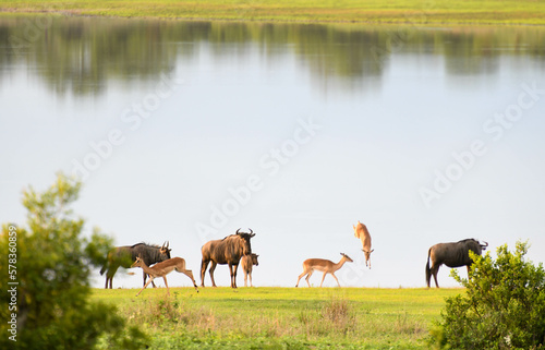 Landscape with lake at the Kruger national park on South Africa © fotoember
