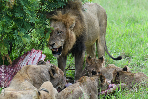 Lions with the remains of a buffalo on Kruger national park  South Africa