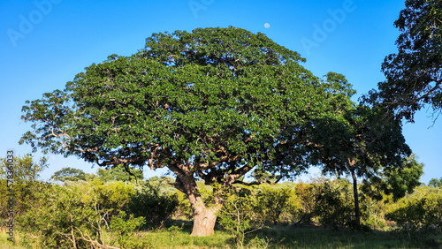 Landscape at the Kruger national park on South Africa