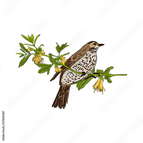 vector drawing bird, song thrush sitting at branch of flowering honeysuckle with yellow flowers and green leaves , hand drawn songbird, isolated nature design element