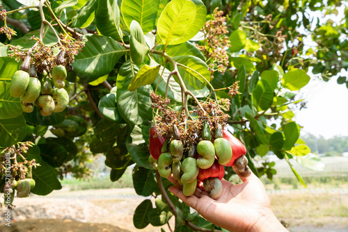 Cashew nuts caught by the hands of gardeners in the garden.
