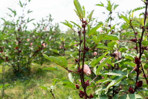 Roselle herbal food and medicine grown on agricultural farms.