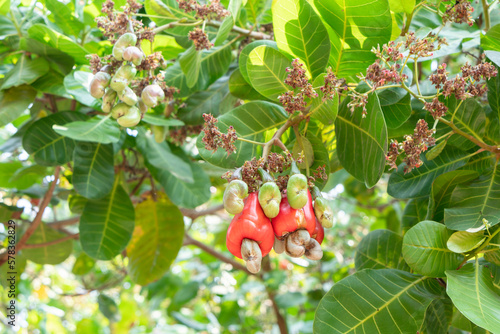 Cashews on the tree in the garden. photo