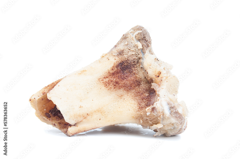 Beef bone close up  isolated on a white background