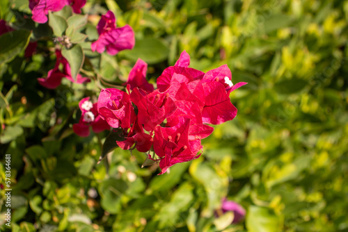 bright pink Bougainvillea flowers with green leaves in the background 
