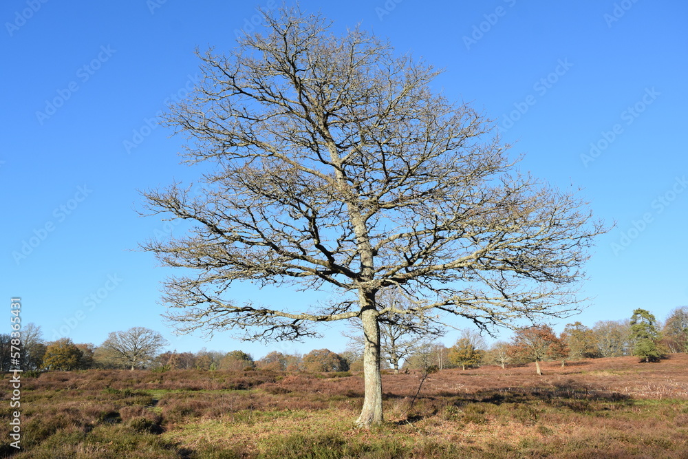 Lone tree