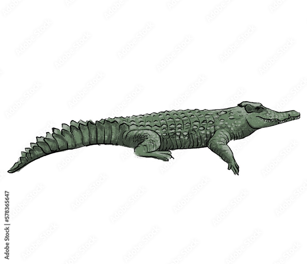 Naklejka premium drawing sketch of animal, hand drawn crocodile , isolated nature design element