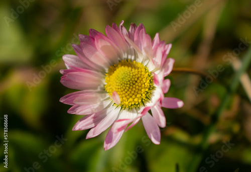 Pink daisy flower.
