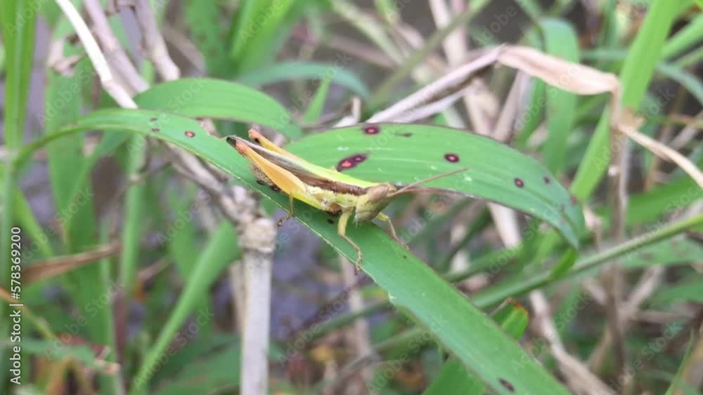 Oxya, rice grasshoppers, cao cao Oxya, rice grasshoppers, cao cao