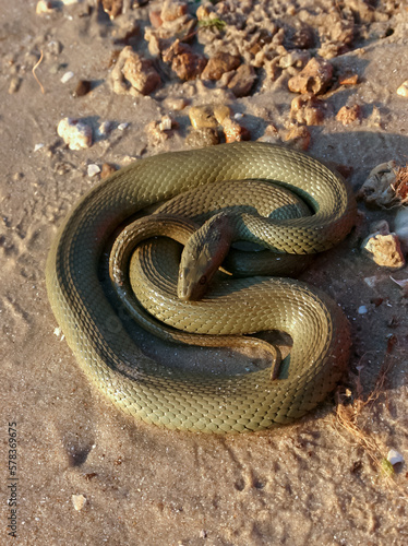 The dice snake (Natrix tessellata), a water snake basks in the sun on the sandy shore of a lake