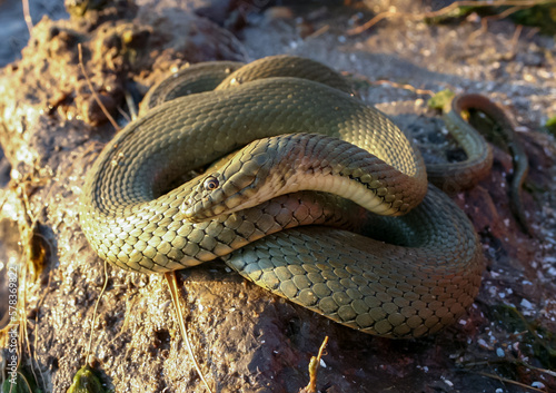The dice snake (Natrix tessellata), a water snake basks in the sun on the sandy shore of a lake