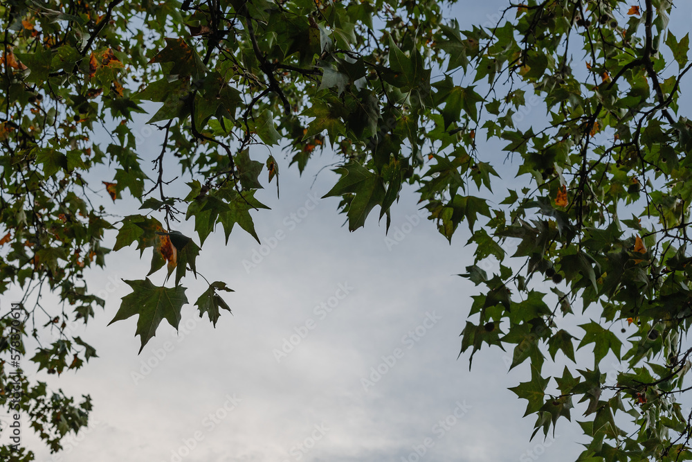 Leaves of trees on the background of the sky. Frame. Place for text. Leaves of trees on the background of the sky. Frame. Place for text.