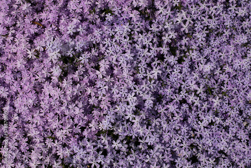 Mossy phlox close-up. Place for text. A high quality.
