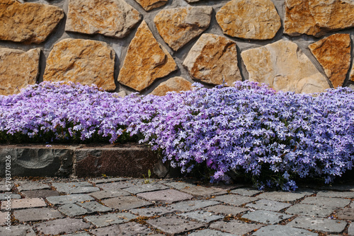 Mossy phlox on the background of cobblestones in the landscape. A high quality.