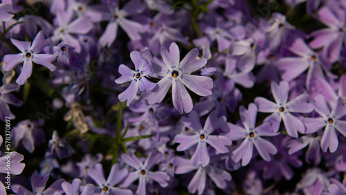 Mossy phlox close-up. Place for text. A high quality.