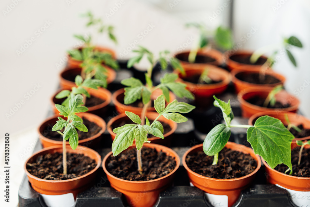 Close up growing seedlings in small pots. Plants seedling in greenhouse, horticulture and cultivation of plants. Home Grown tomato and cucumber sprouts. Soft selective focus. Close up growing seedlings in small pots. Plants seedling in greenhouse, horticulture and cultivation of plants. Home Grown tomato and cucumber sprouts. Soft selective focus.