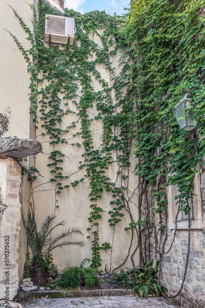 Creepers of wild grapes Parthenocissus quinquefolia weave the walls of ancient buildings in the Old Town of Budva, Montenegro. Ivy on the facade, vertical